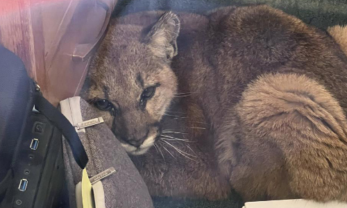 Janitor Corrals Curious Cougar In Empty California Classroom
