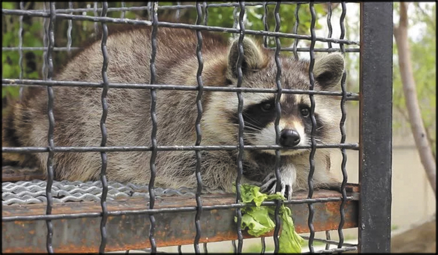 Pair Fined After Taking A Raccoon Into Pet Store