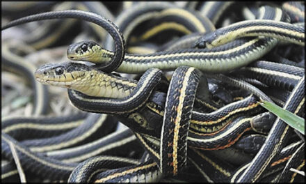 Poisonous Bite Lead Police To Farm With 110 Snakes