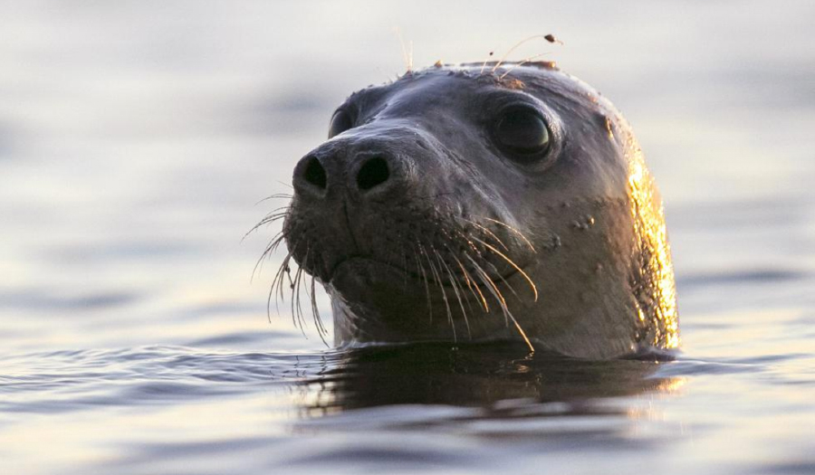High Number Of Seal Deaths Appear Linked To Bird Flu