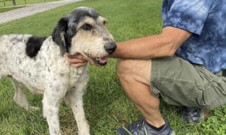 Dog, Missing 2 Months, Found Alive Inside Missouri Cave