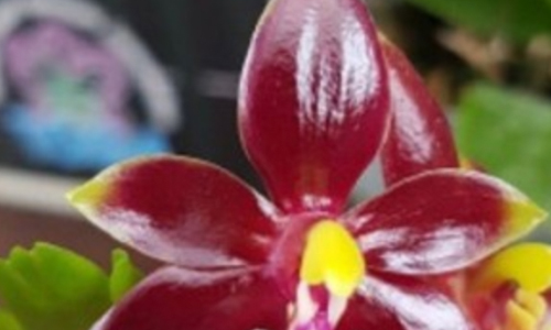 Ironwood Estate Orchids