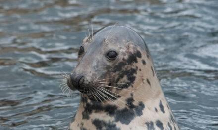 Wily Seal That Cruised To Pond Surrenders At Police Station