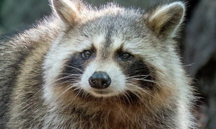 Rabies Alert Issued Over  Raccoon Taken Into ND Bar
