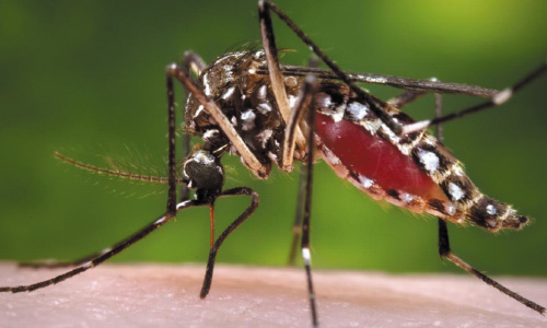 Are You A Mosquito Magnet? It Could Be Your Smell