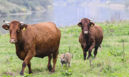 Herd The News? Wild Boar Piglet Adopted By Cows In Berlin