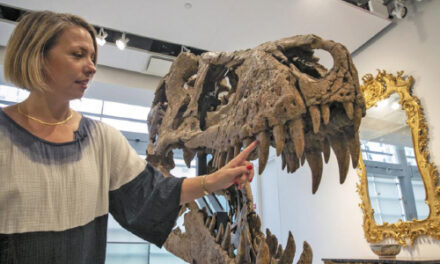 T-Rex Skull Unearthed In South Dakota To Be Auctioned In NY