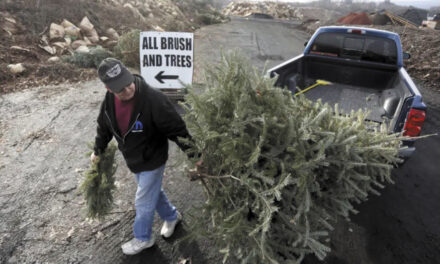 Christmas Tree Recycling Is A Good Alternative To Landfills