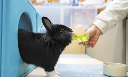 Pet Rabbits Enjoy Bunny Resort While Owners Away