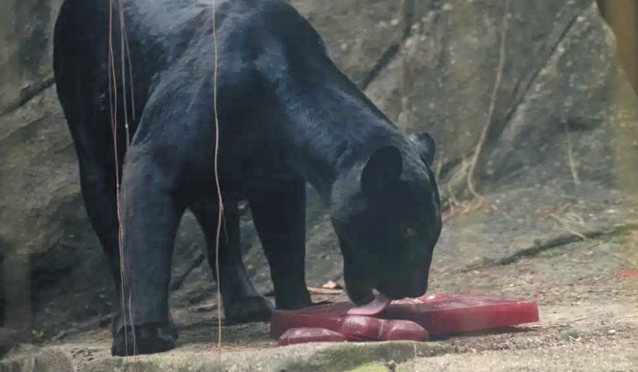 Blood-Flavored Ice Helps Zoo Animals Beat Rio’s Heat