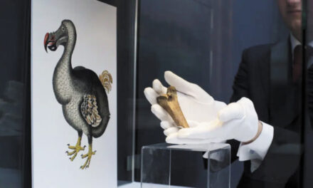 Bring Back Dodo? Ambitious Plan Draws Investors And Critics