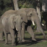 Elephants In US Zoos? Without Breeding, Future Is Uncertain
