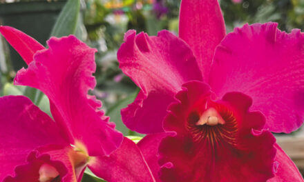 Ironwood Estate Orchids Holds Open House, Feb. 4 – Feb. 14