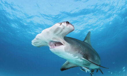 Dog VS Shark Standoff Thrills Tourists On Bahamas Boat Tour