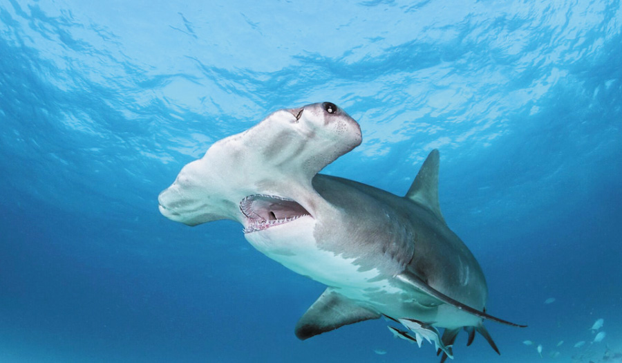 Dog VS Shark Standoff Thrills Tourists On Bahamas Boat Tour