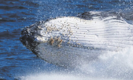 Lonely Humpback Whales Wail Less As Population Grows