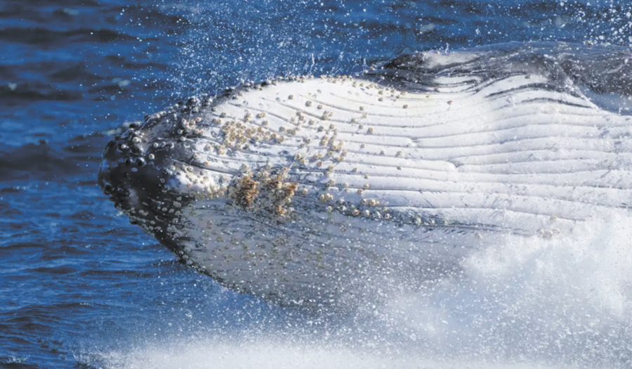 Lonely Humpback Whales Wail Less As Population Grows