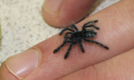 Iowa State University Gets 169 Confiscated Baby Tarantulas
