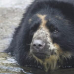 Escape-Artist Missouri Bear Heads To Texas Zoo With Moat