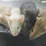 Scientists Create Mice With Cells From 2 Males For 1st Time