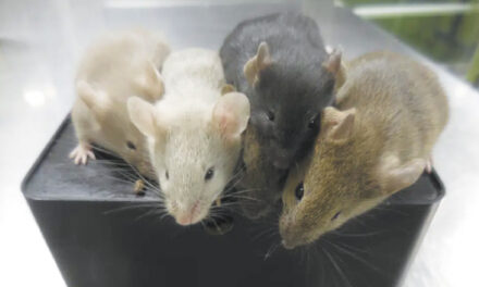 Scientists Create Mice With Cells From 2 Males For 1st Time