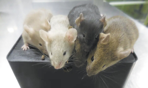 Scientists Create Mice