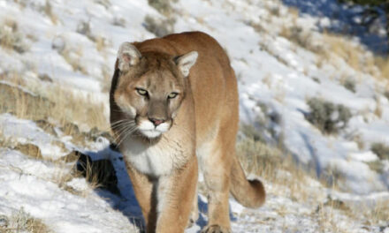 Mountain Lion Claws Man In  Hot Tub In Colorado