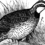 The Great American Quail Eater