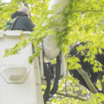 Bear In A Tree Holds Michigan City In Suspense For Hours
