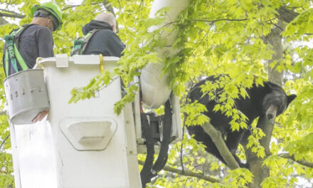 Bear In A Tree Holds Michigan City In Suspense For Hours