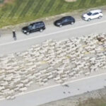 Greener Pastures? 2,500 Hopeful Sheep Cross Idaho Highway