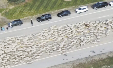 Greener Pastures? 2,500 Hopeful Sheep Cross Idaho Highway