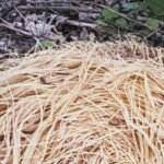 Hundreds Of Pounds Of Pasta Dumped Near New Jersey Stream