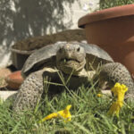 When You Adopt A Desert Tortoise, Prepare For A Surprisingly Social And Zippy Pet