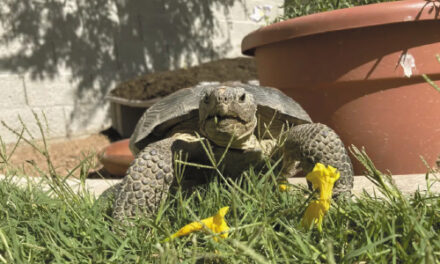 When You Adopt A Desert Tortoise, Prepare For A Surprisingly Social And Zippy Pet