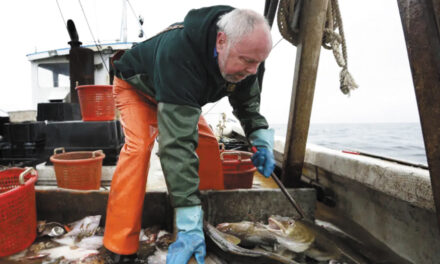 Goodbye, Fish And Chips? New England  Haddock Imperiled By Overfishing