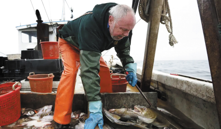 Goodbye, Fish And Chips? New England  Haddock Imperiled By Overfishing