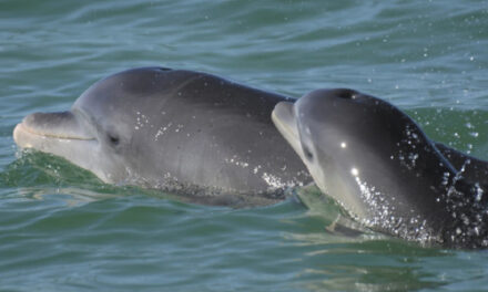 Dolphin Moms Use Baby Talk  To Call To Their Young