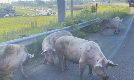 Pigs Run Loose On Metro Highway  After Truck Trailer Tips Over