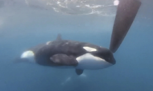 Orcas Disrupt Boat Race Near Spain In Latest  Display Of Dangerous, Puzzling Behavior