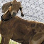 Search For Missing Texas Rodeo Goat Brings Residents Together
