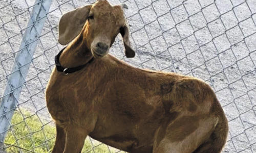 Search For Missing Texas Rodeo Goat Brings Residents Together