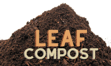 City Of Hickory Sells Leaf  Compost While Supplies Last