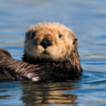 Sea Otter Harassing Surfers,  Kayakers Off California Coast