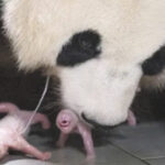 Giant Panda Gives Birth To Squirming, Squealing Healthy Twin Girls At South Korean Theme Park