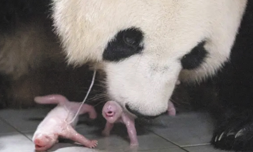 Giant Panda Gives Birth To Squirming, Squealing Healthy Twin Girls At South Korean Theme Park