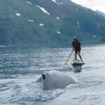 Paddleboarder Escaped An  Encounter With A Whale