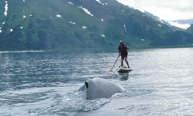 Paddleboarder Escaped An  Encounter With A Whale