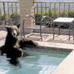 Bear Spotted In Southern  California Backyard Jacuzzi