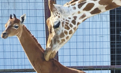 Rare Giraffe Without Coat  Pattern Is Born At Tennessee Zoo
